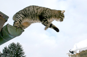 Katze Kiki